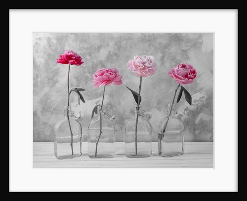 Peonies in glass bottles by Assaf Frank